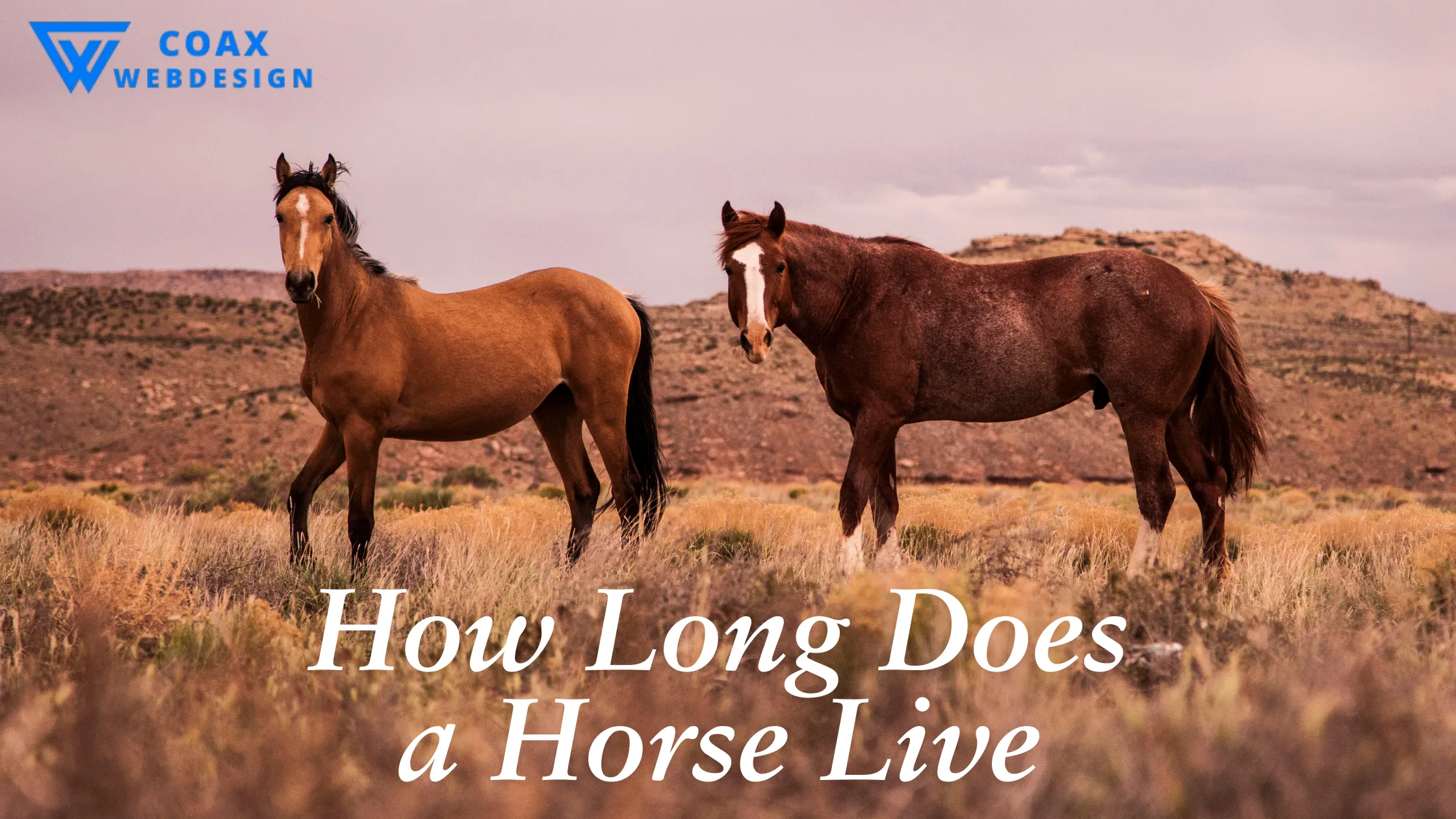 Two horses standing in a field, showing how long does a horse lives in natural environments.