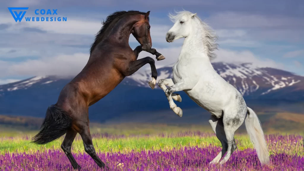 Two horses rearing up, illustrating how long does a horse lives in the wild.