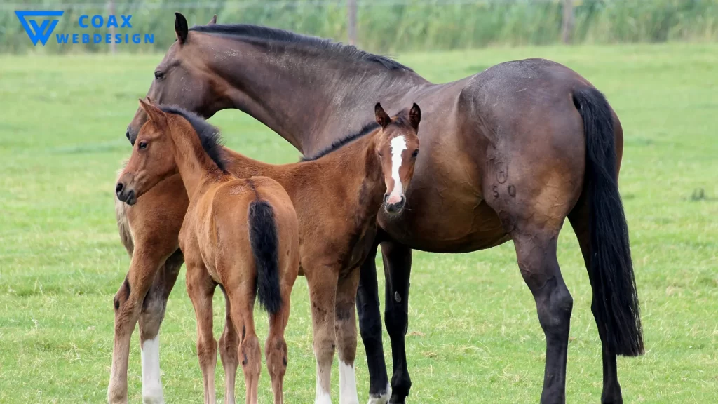 A family of horses grazing, demonstrating how long does a horse lives with proper care.