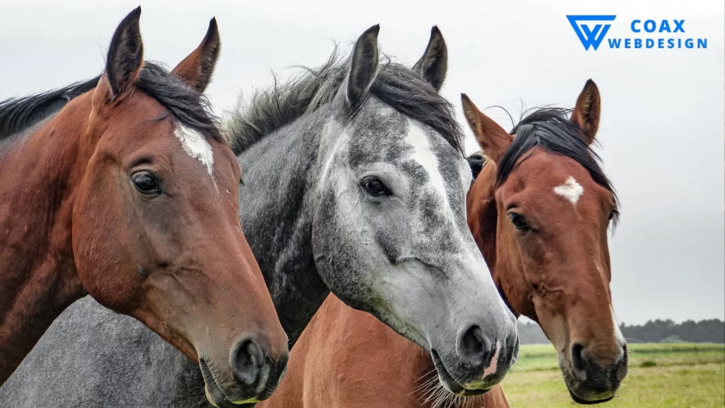 Close-up of three horses, representing how long does a horse lives in different breeds.